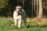 MASTIFF 185